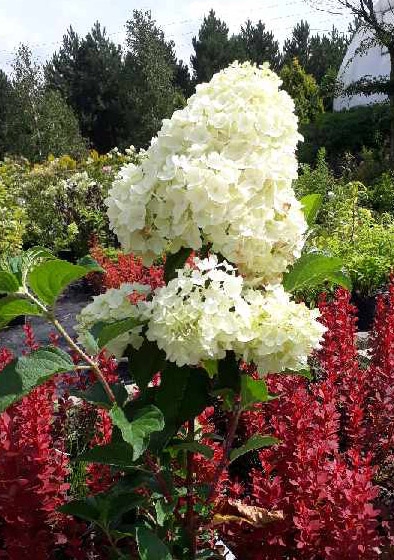 Hydrangea paniculata 'Silver Dollar'